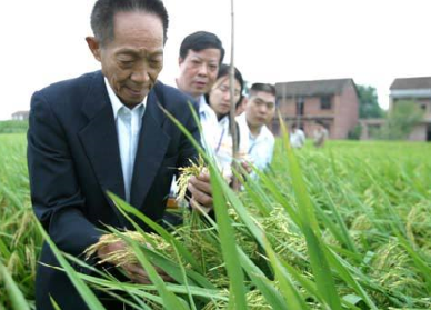 袁隆平超級雜交水稻畝產(chǎn)1149.02公斤，破世界紀錄！